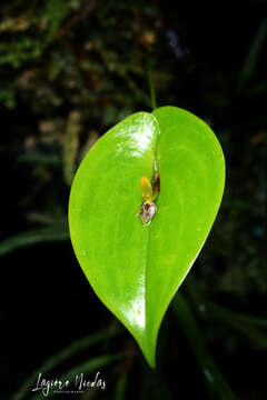 Image of Pleurothallis rhodoglossa Schltr.