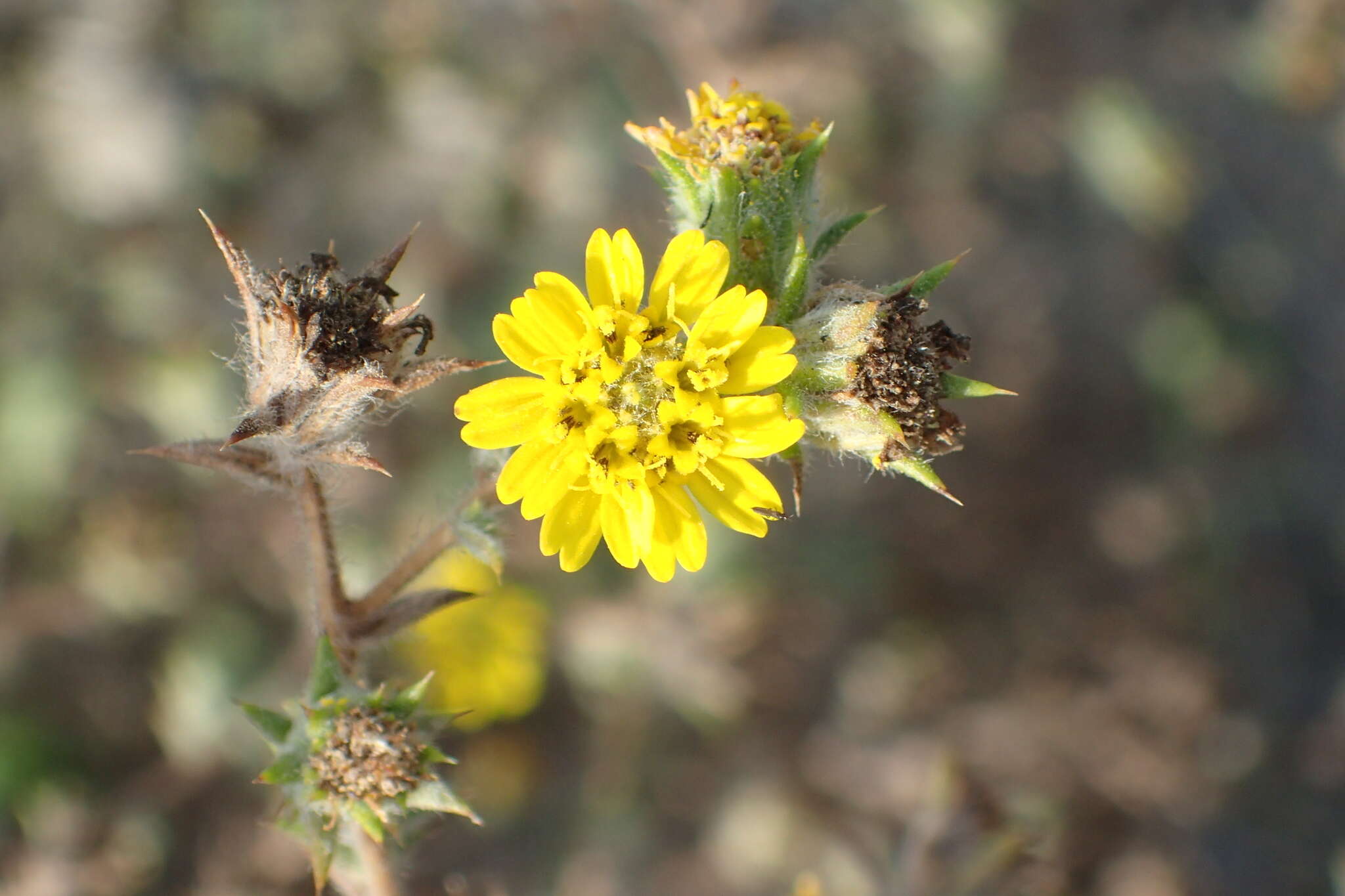 Image of Parry's False Tarplant