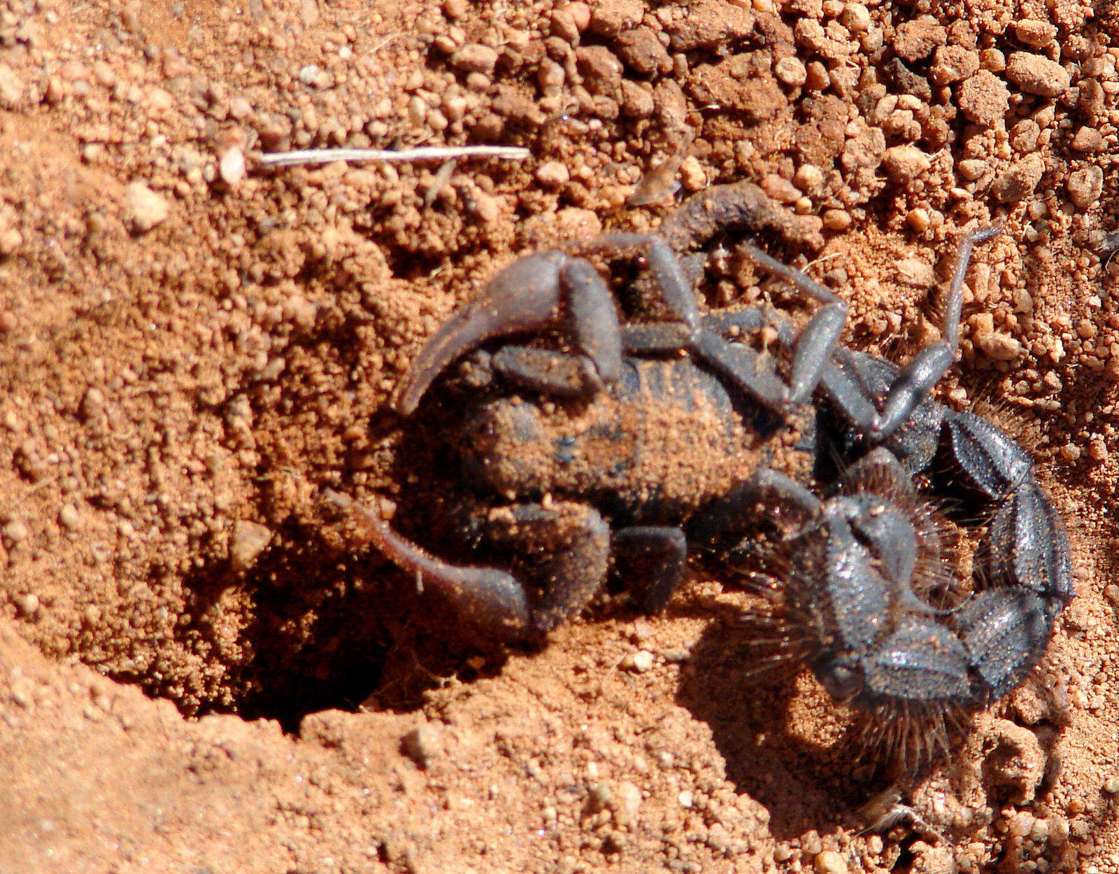 Image of Parabuthus villosus (Peters 1862)