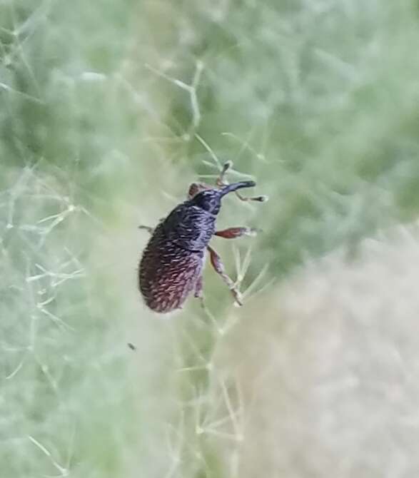 Image of Mecinus pascuorum Caldara 2001