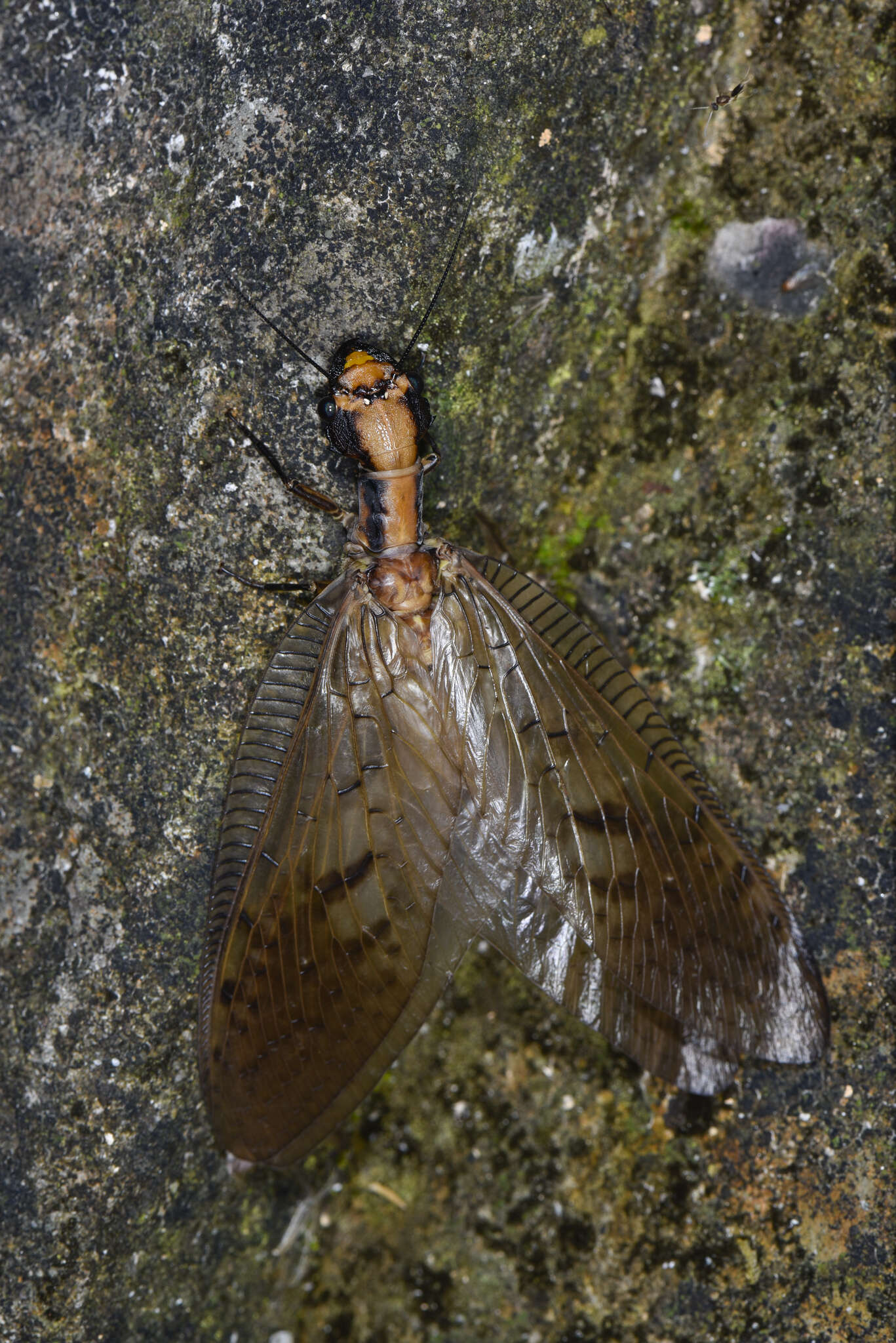 Image of Neoneuromus ignobilis Navás 1932