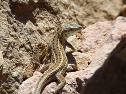 Image of Snake-eyed lizard