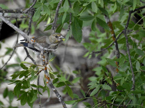 Plancia ëd Coccothraustes Brisson 1760