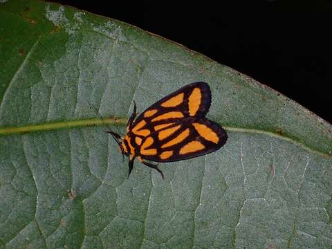 صورة Darantasia cuneiplena Walker 1859