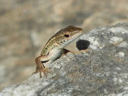 Image of Snake-eyed lizard