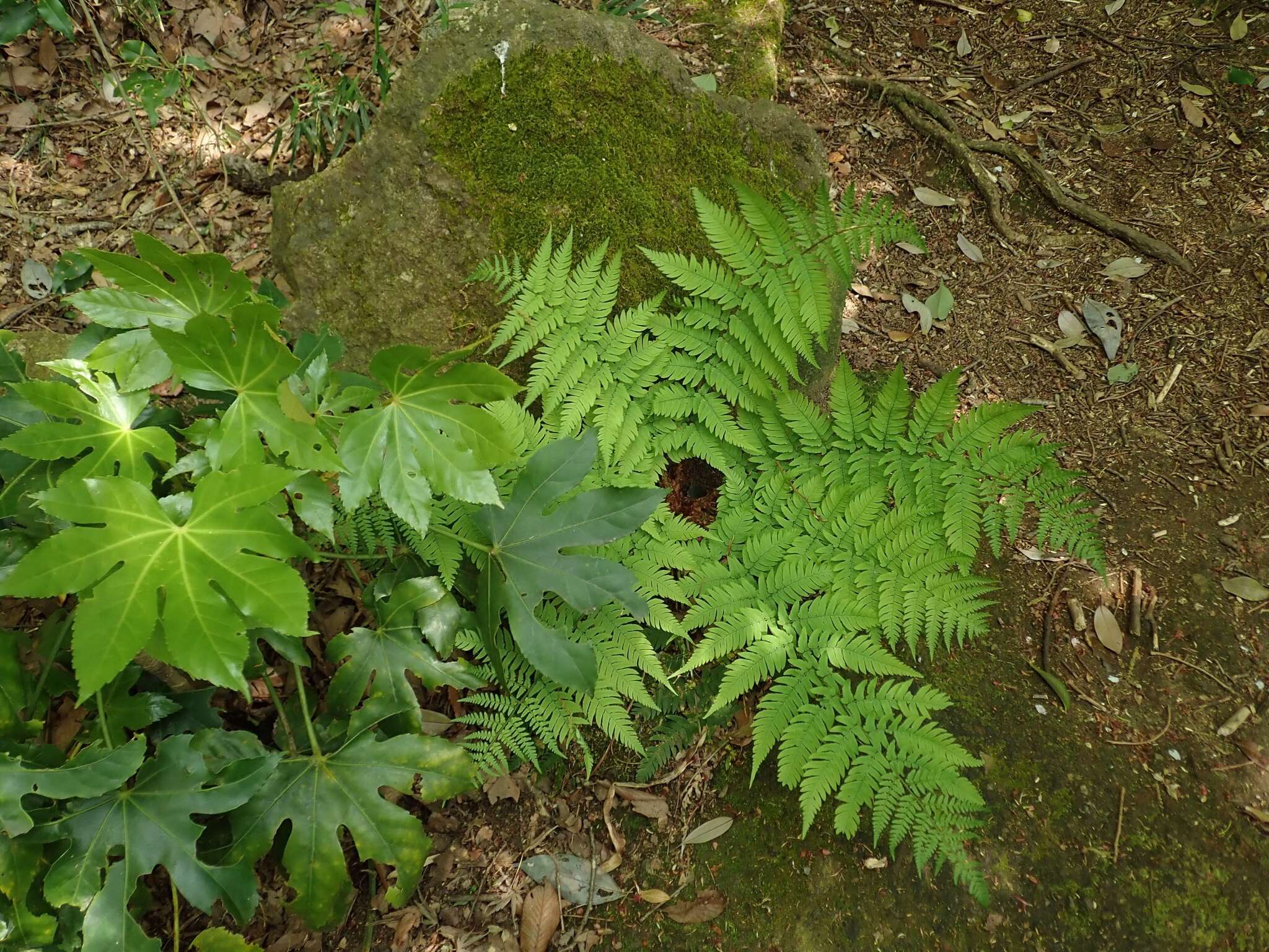 Image de Dryopteris lacera (Thunb.) Ktze.