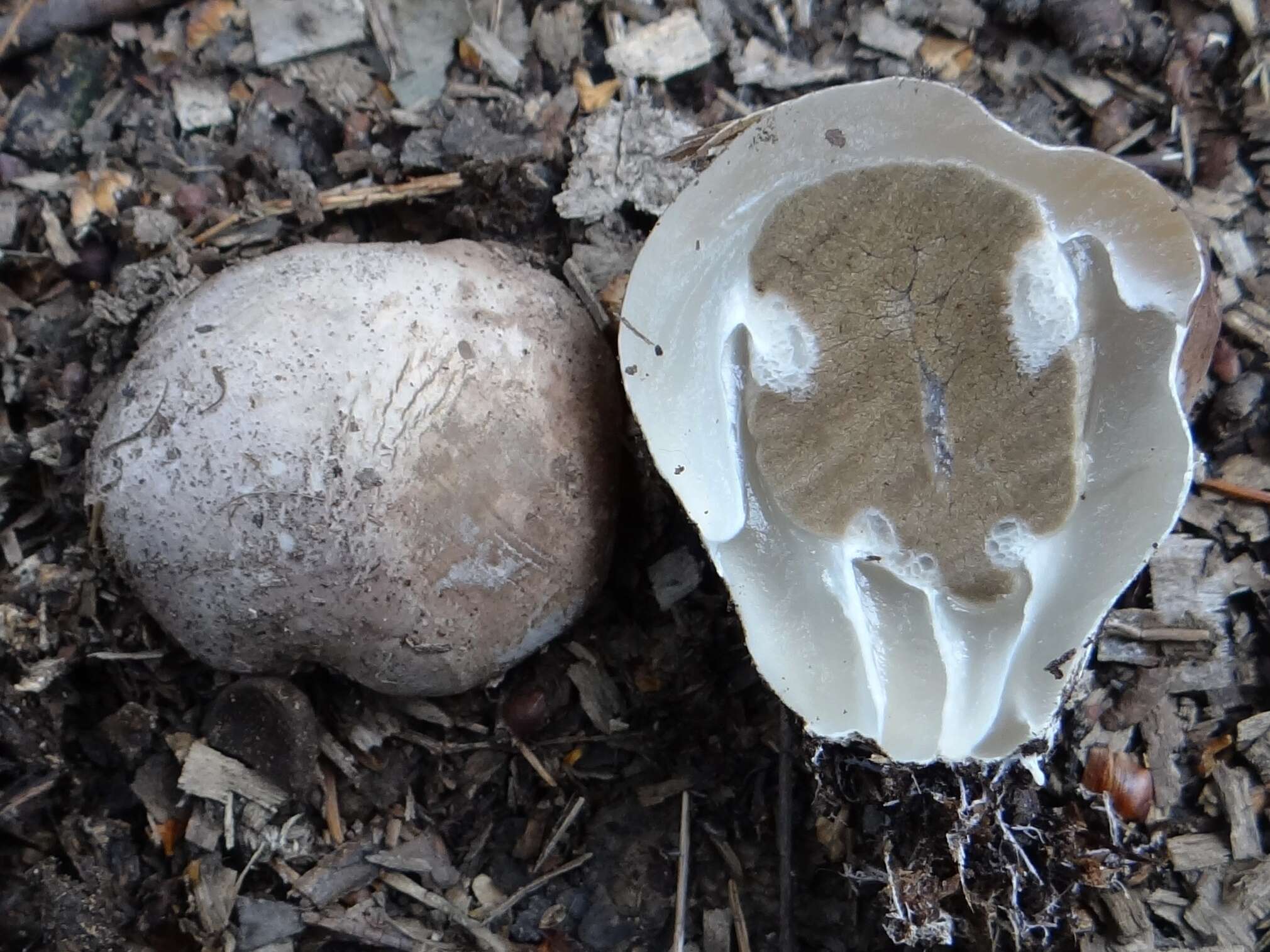 Image of Stinkhorn