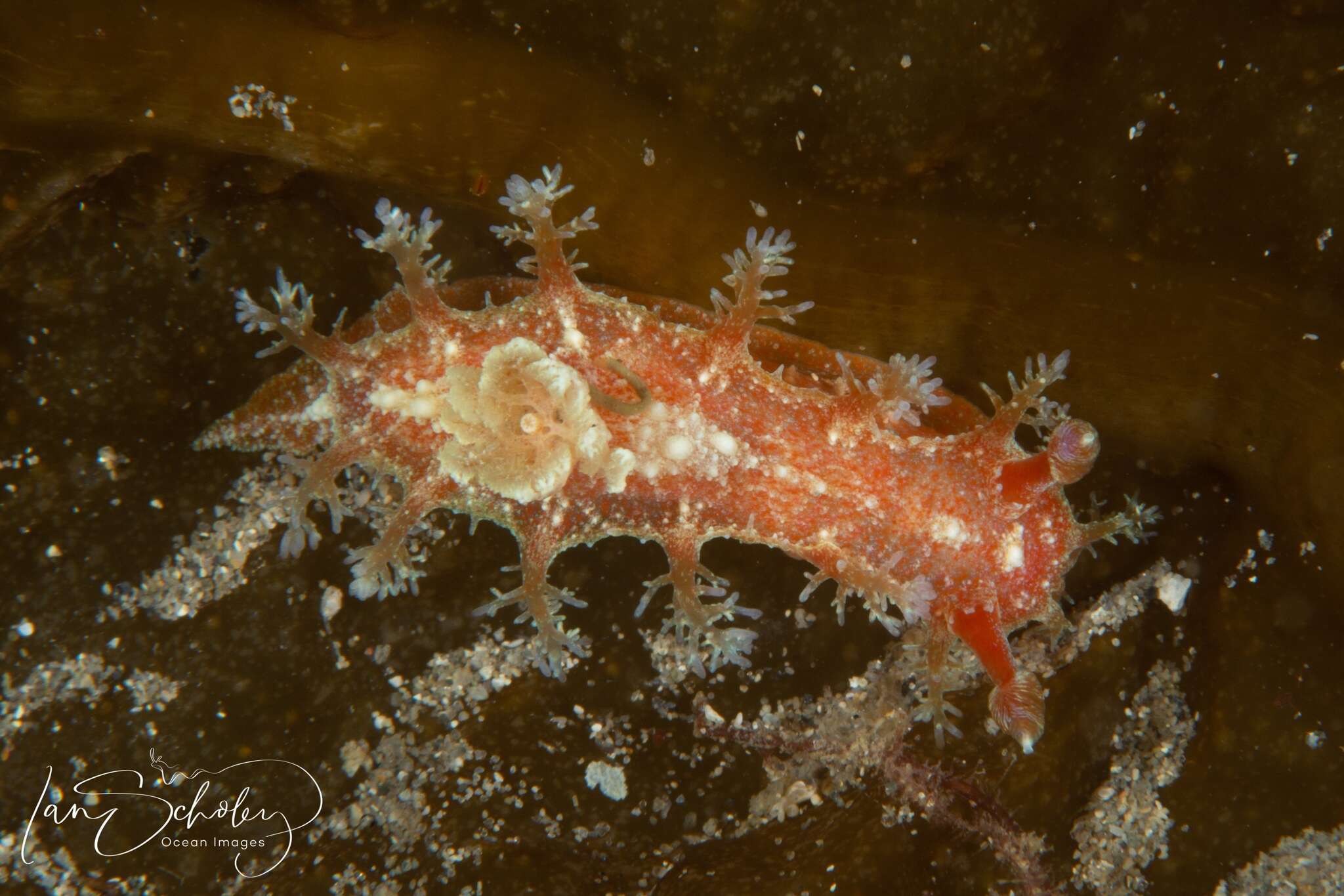 Image of Tasselled nudibranch