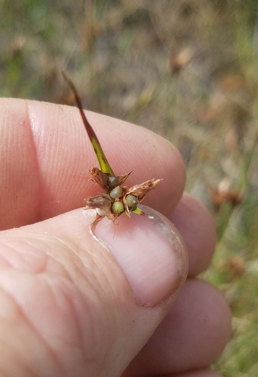 Scleria georgiana Core的圖片