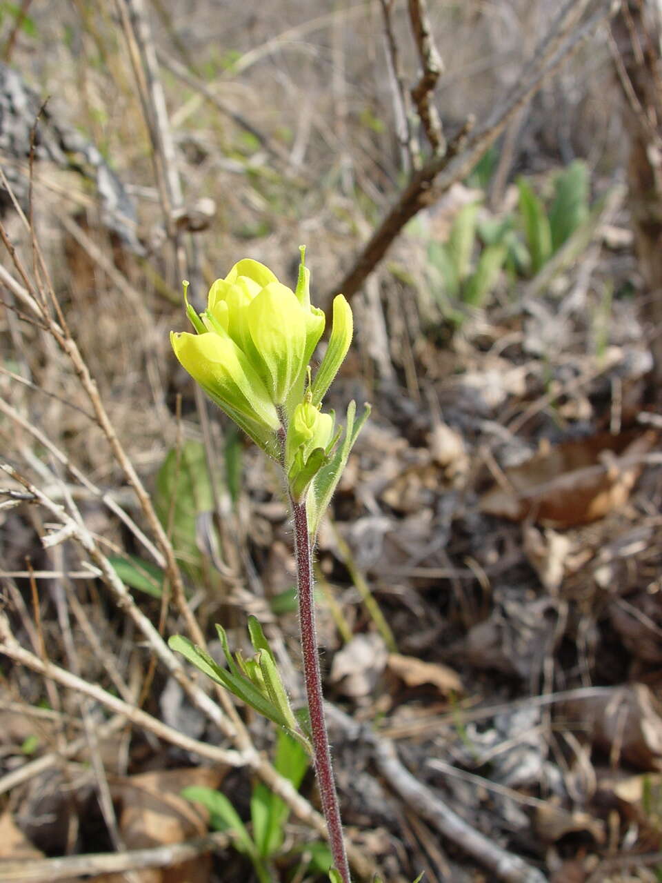 Слика од Castilleja kraliana J. R. Allison