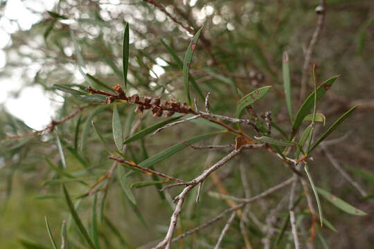 Image of scarlet bottlebrush