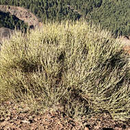 Image of Tiede White Broom
