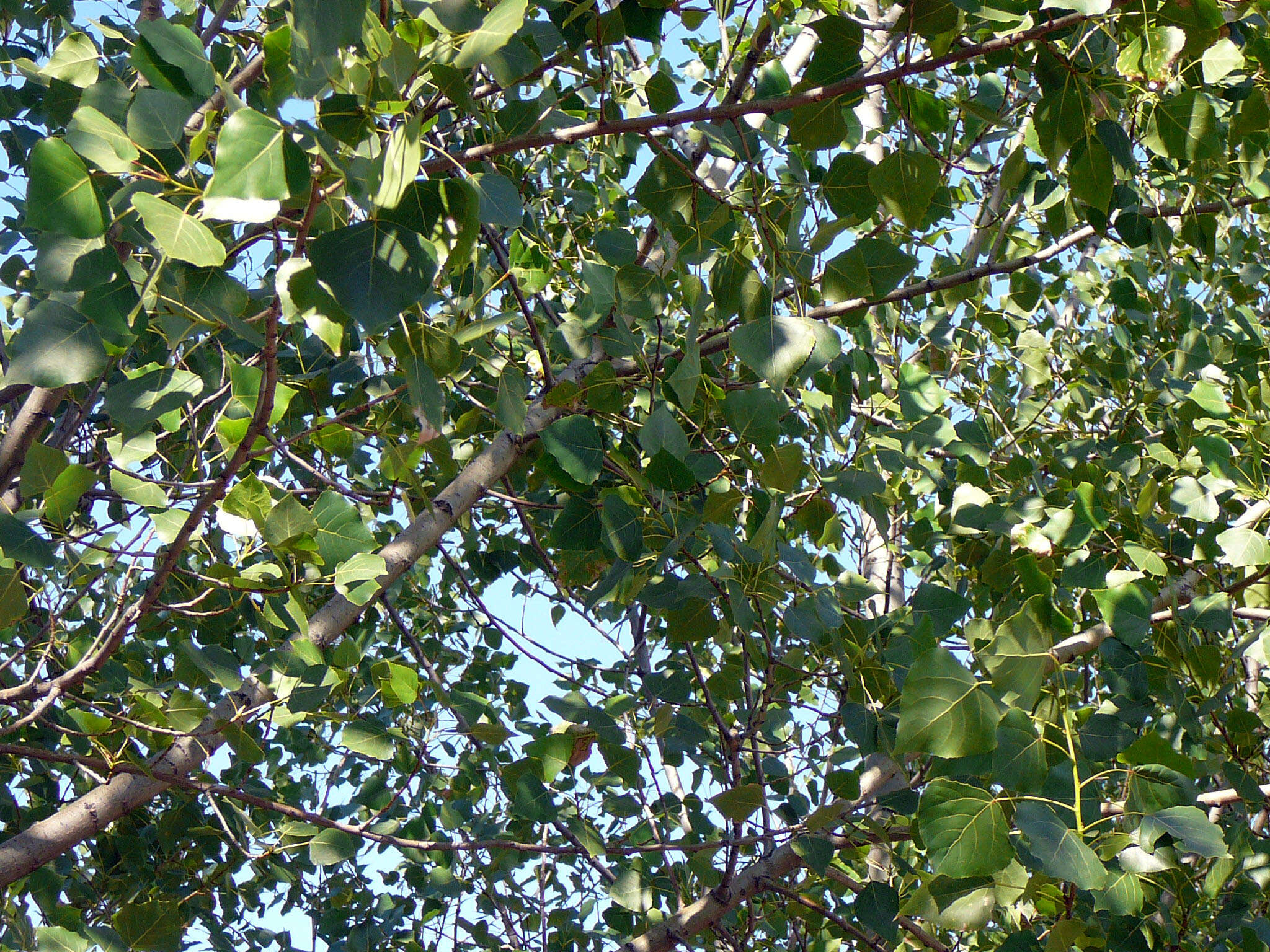 Image of Carolina poplar