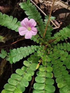 Image de Biophytum dendroides (Kunth) DC.