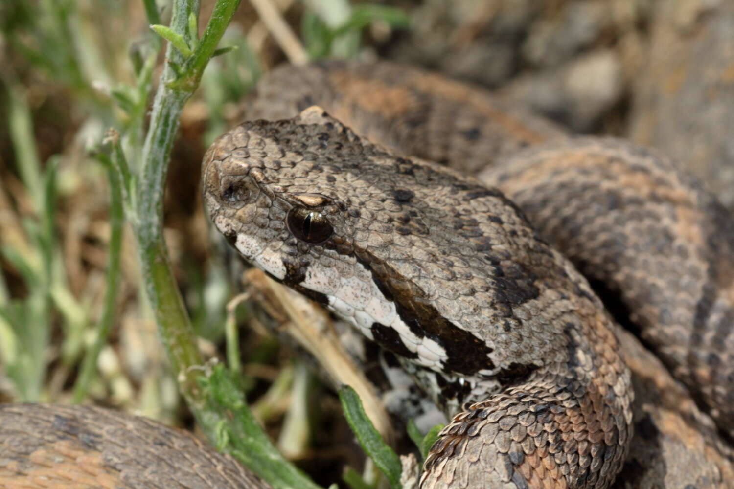 Image of Armenian Viper