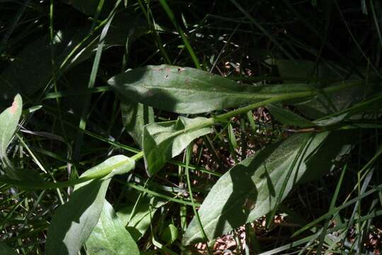 Image of large mountain fleabane