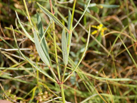 Image of narrowleaf goldshower