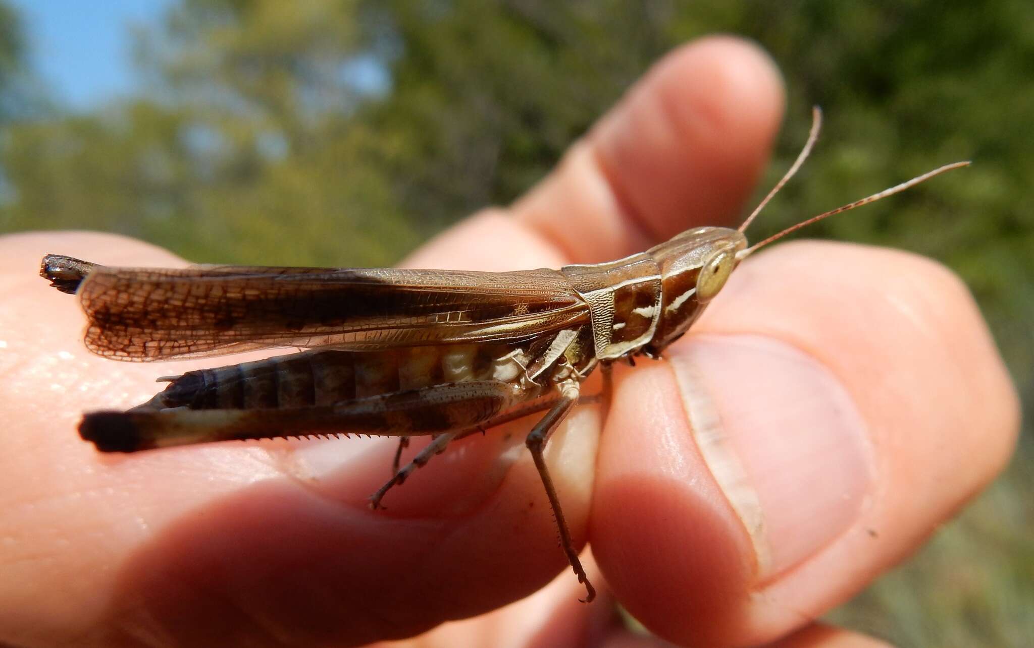 Image of Admirable Grasshopper