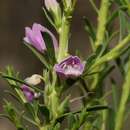 صورة Eremophila divaricata (F. Muell.) F. Muell.