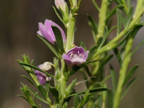 Image of Eremophila divaricata (F. Muell.) F. Muell.