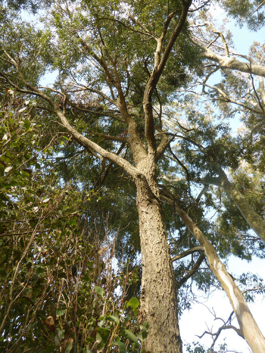 Imagem de Eucalyptus paniculata Sm.