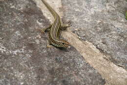 Image of Ornate Girdled Lizard