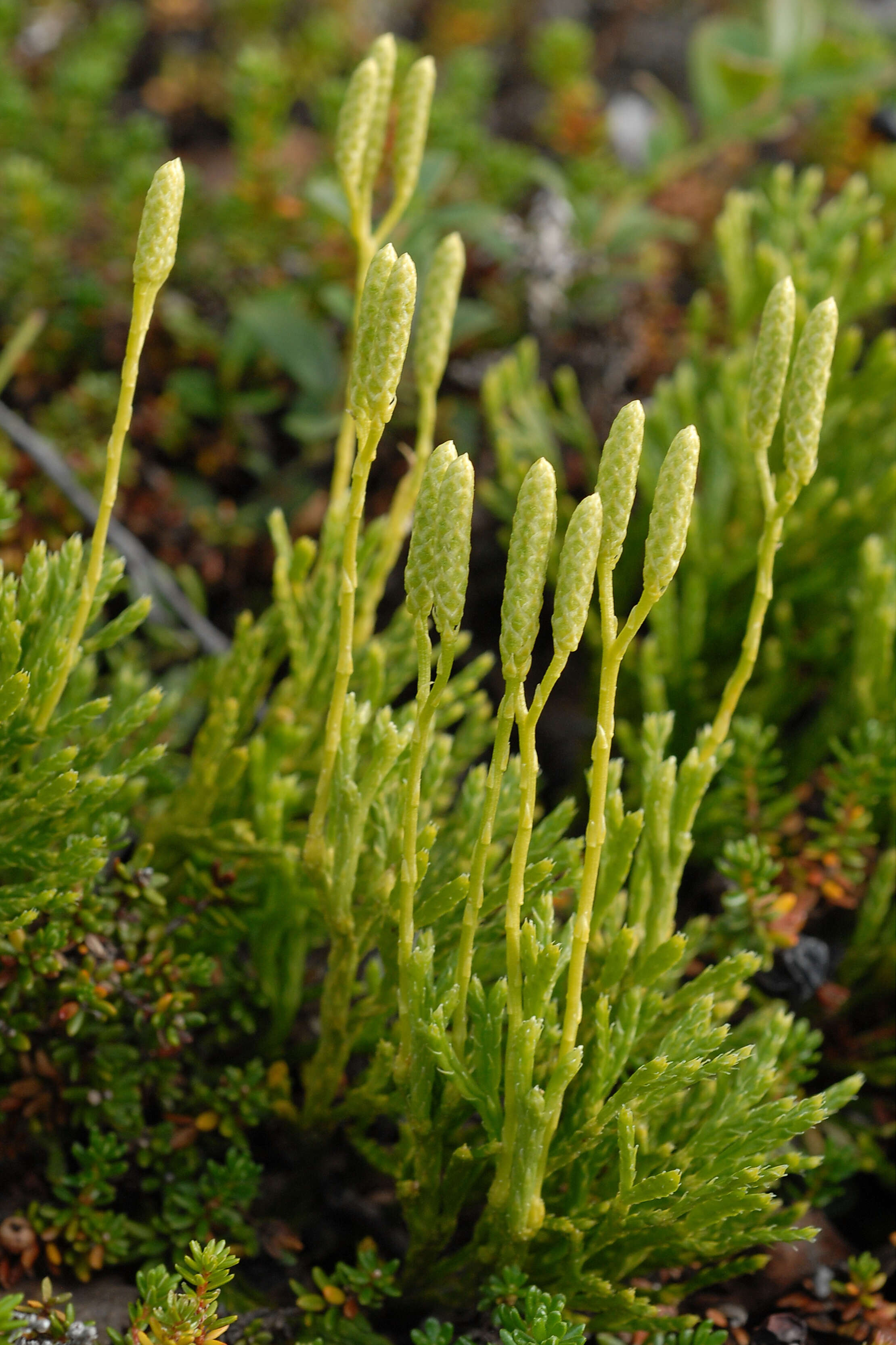 Image of complanate clubmoss