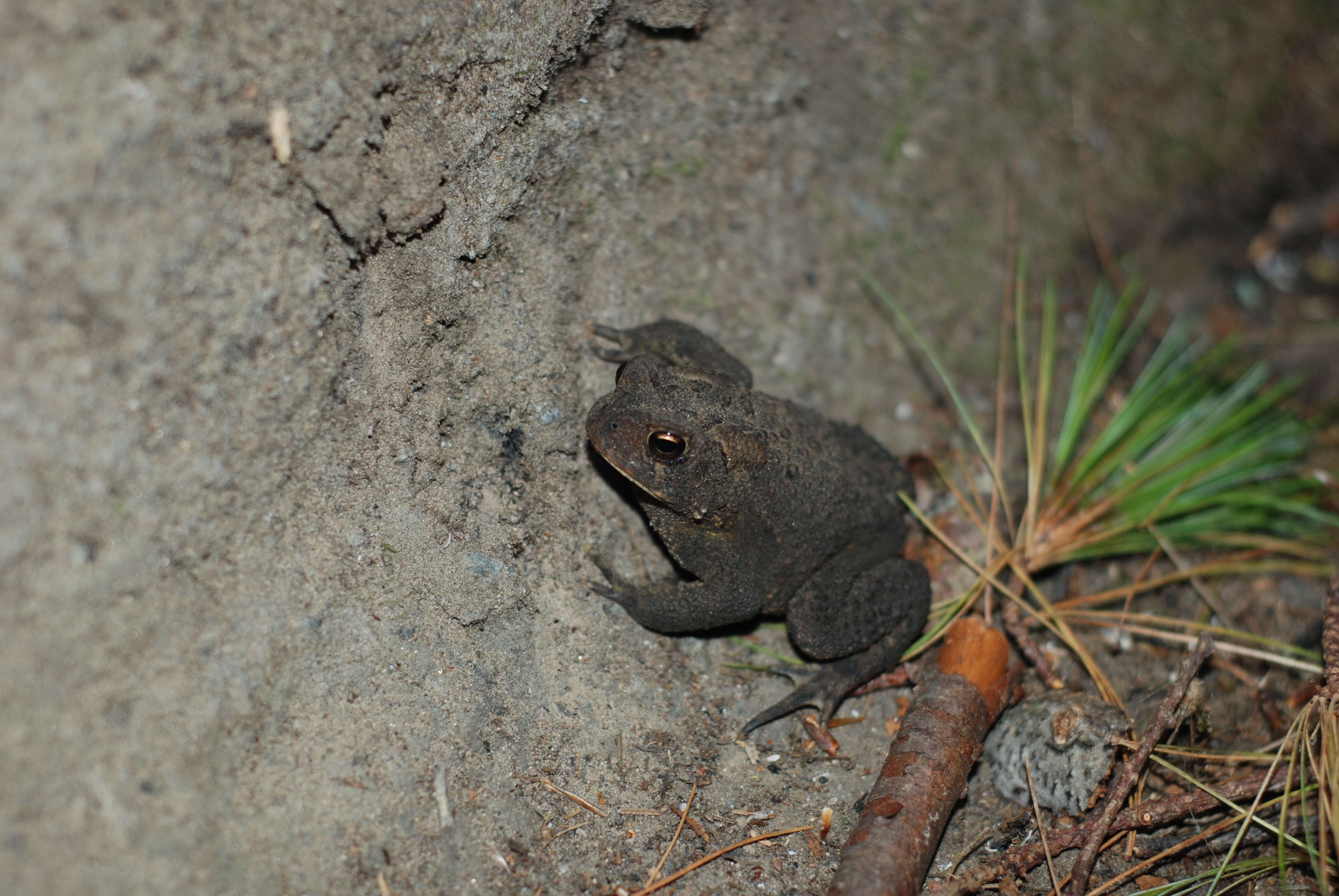 Image de Anaxyrus americanus (Holbrook 1836)