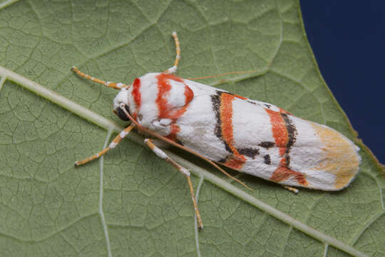 Image of Cyana cruentata (Talbot 1926)