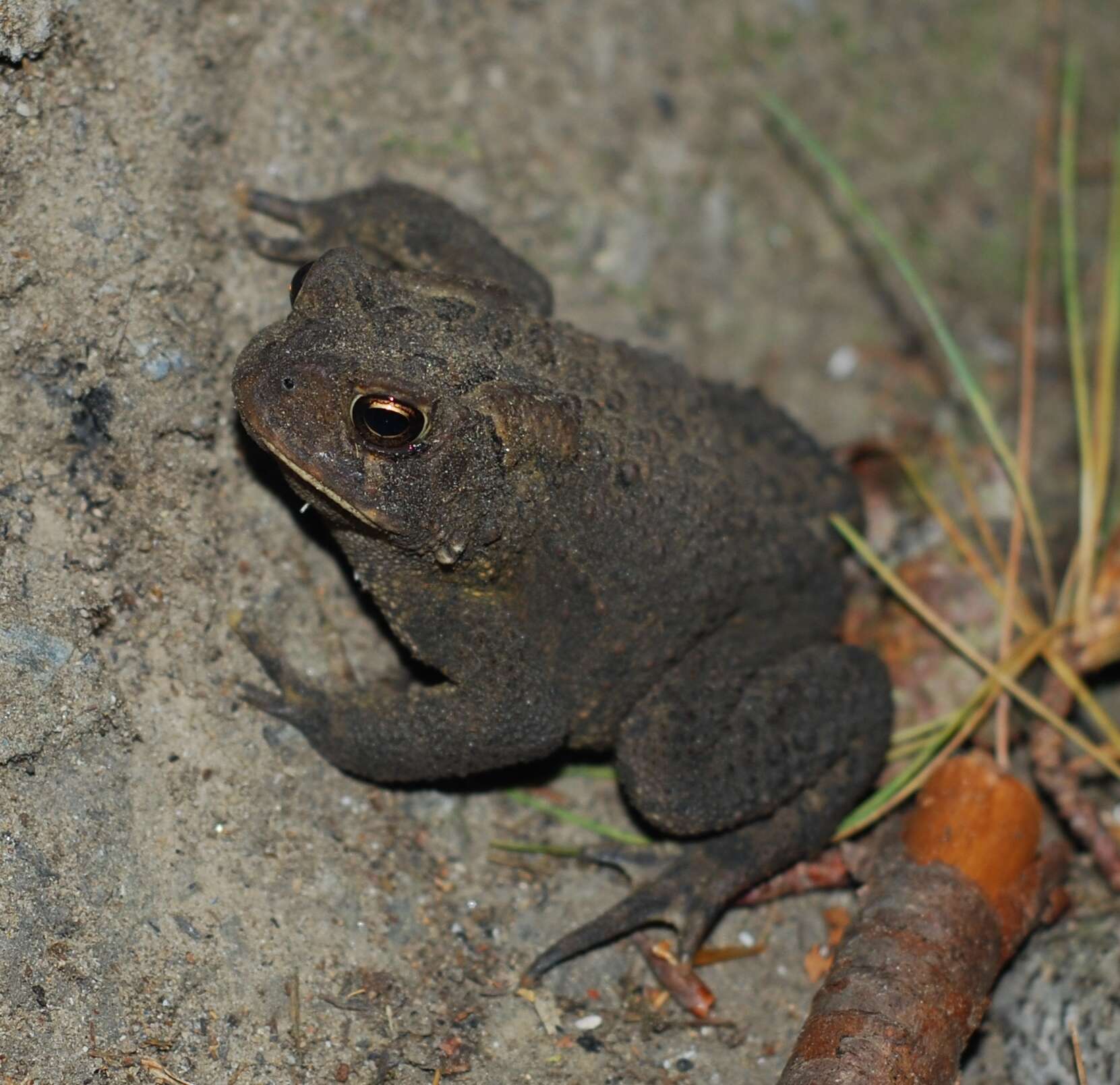 Imagem de Anaxyrus americanus (Holbrook 1836)