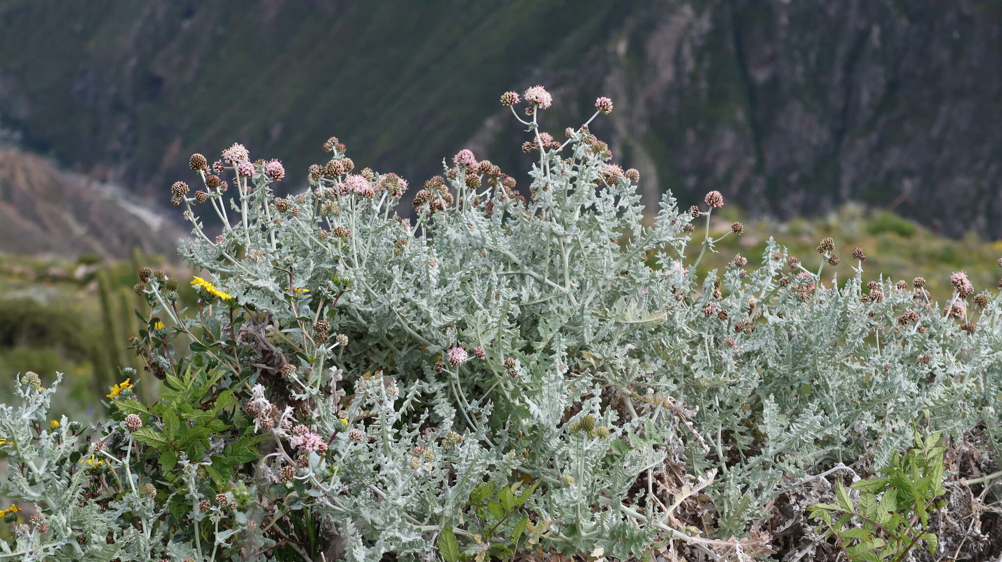 Image of Polyachyrus sphaerocephalus D. Don