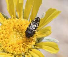 Image de Acmaeodera cuneata Fall 1899