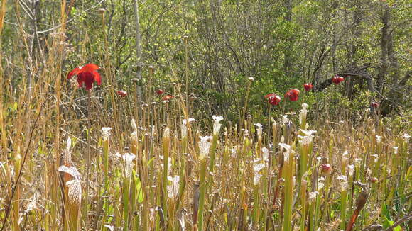 Image of crimson pitcherplant