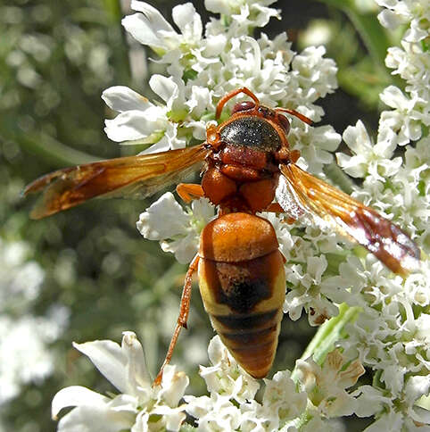 Image of Rhynchium oculatum oculatum