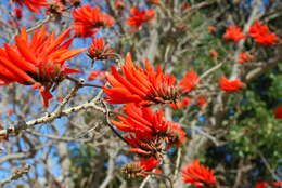 Image of Common Coral tree