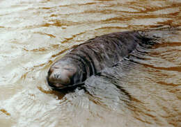 Image of South Atlantic Elephant-seal