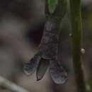 صورة Gigantophasma bicolor Sharp 1898