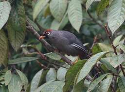 Image of Chestnut-capped Laughingthrush