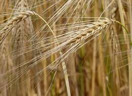 Image of common barley