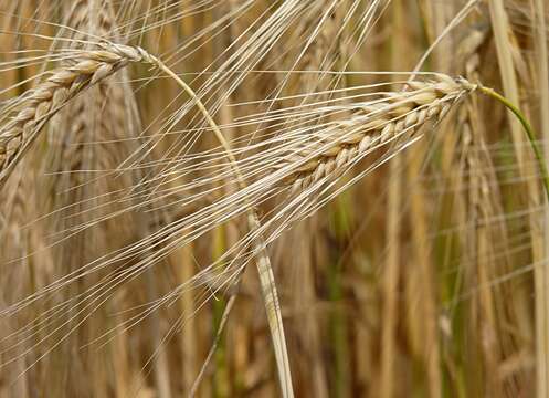 Image of common barley