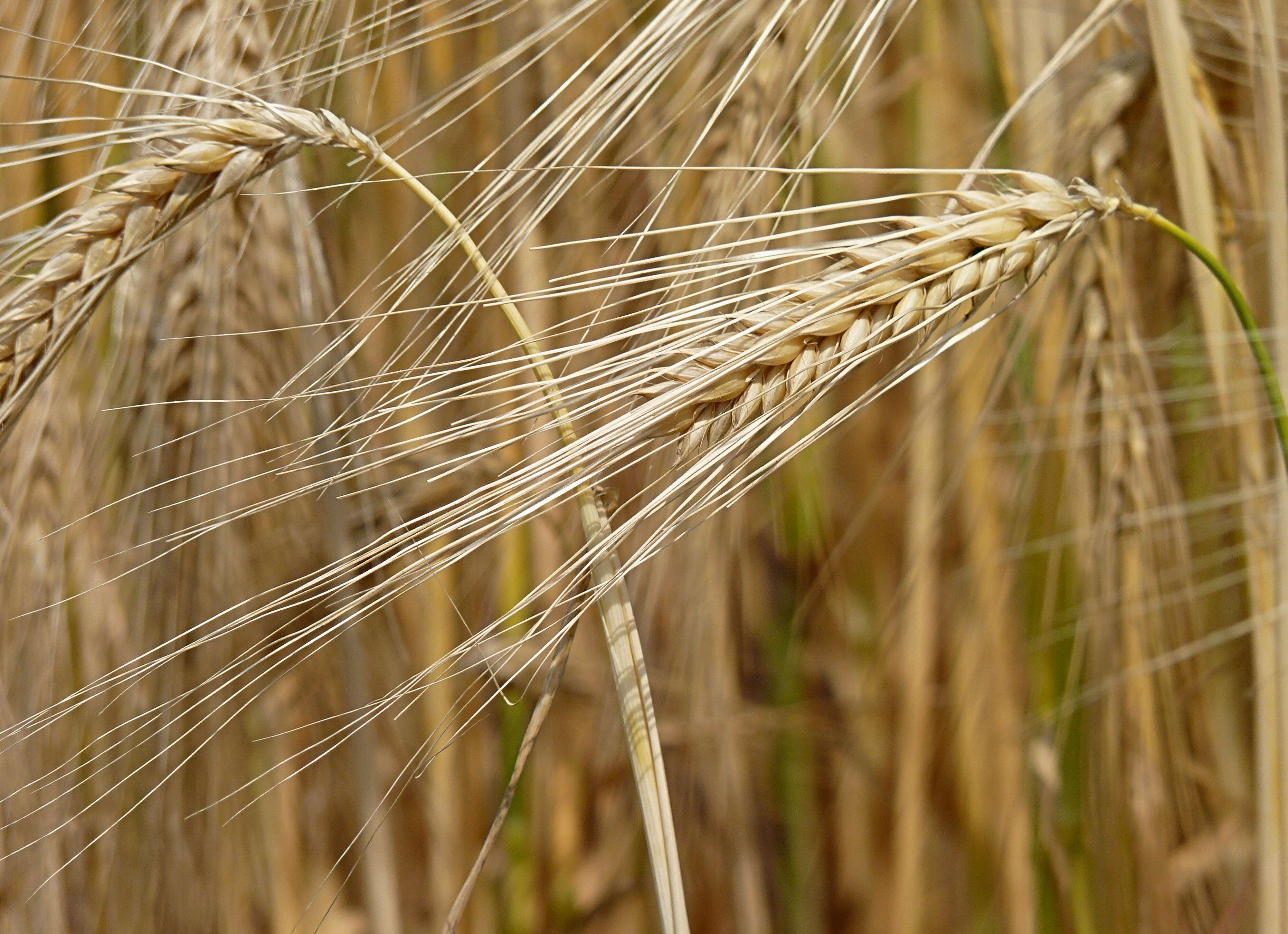 Image of common barley