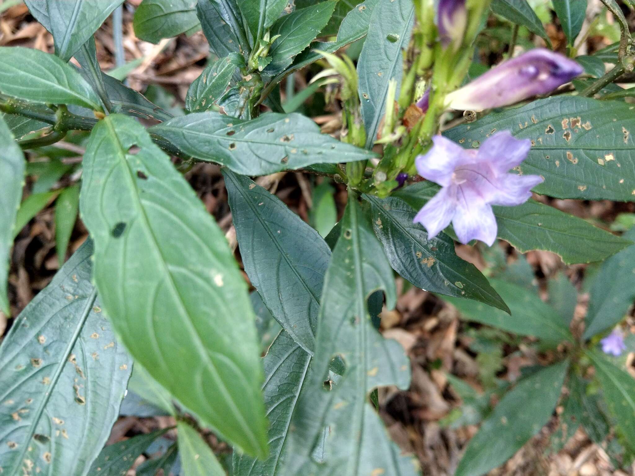 Strobilanthes longespicatus Hayata resmi