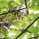 Image of Chestnut-flanked White-eye