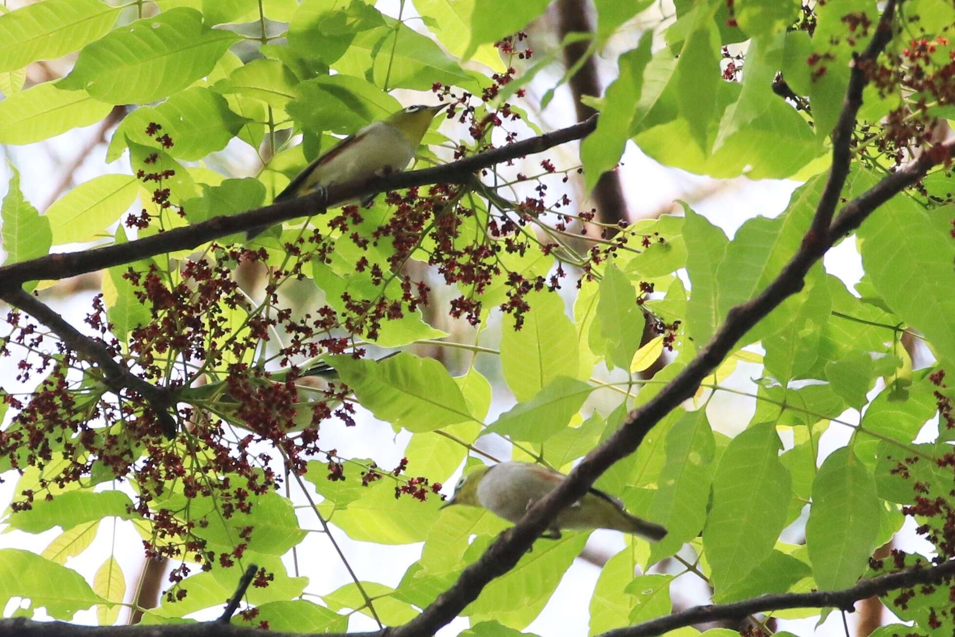 Image of Chestnut-flanked White-eye