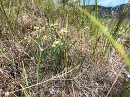 Imagem de Erigeron filifolius (Hook.) Nutt.