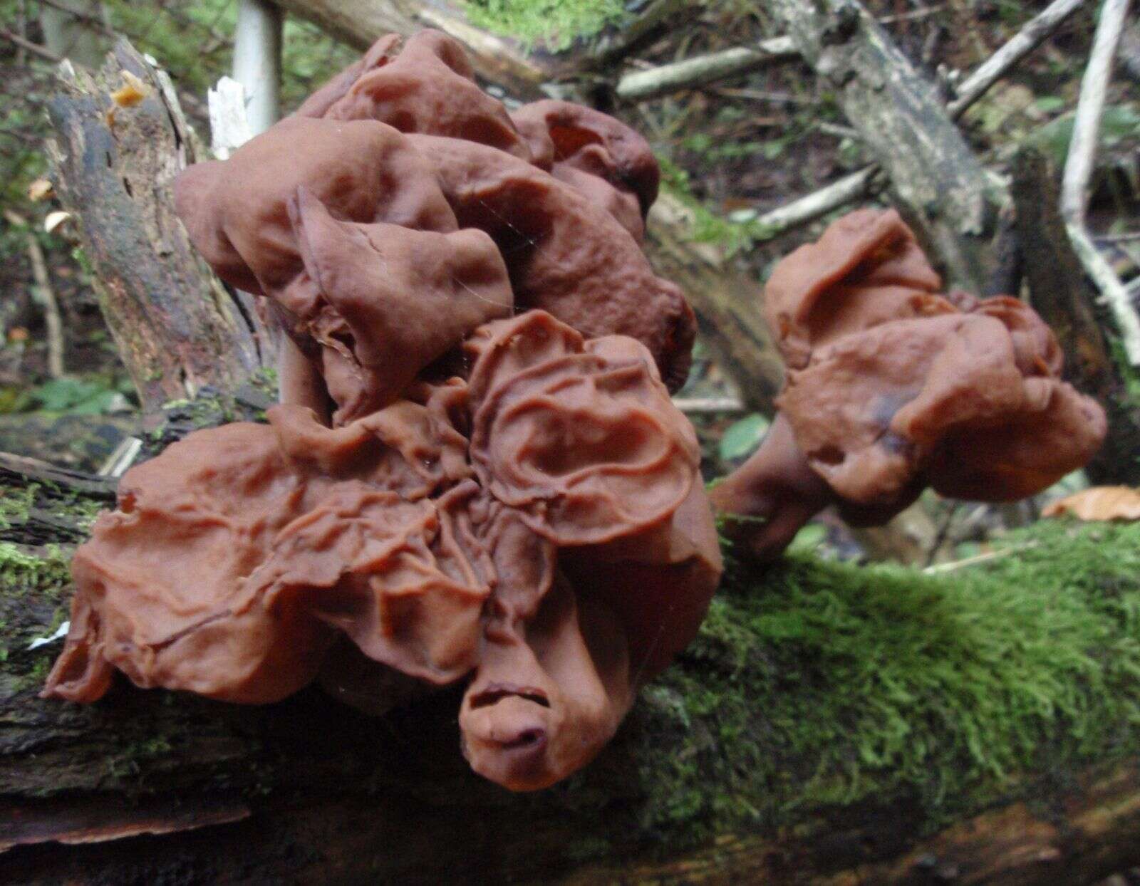 Image of Hooded false morel