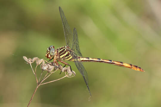 Image of Broad-striped Forceptail