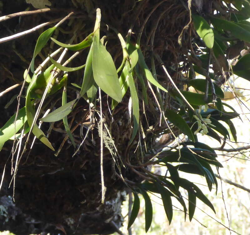 Image of green fly orchid