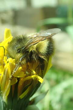 Sivun Bombus sitkensis Nylander 1848 kuva