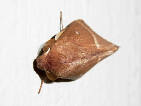 Image of grass eggar